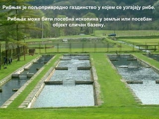 Рибњак је пољопривредно газдинство у којем се узгајају рибе.
Рибњак може бити посебна ископина у земљи или посебан
објект сличан базену.
 