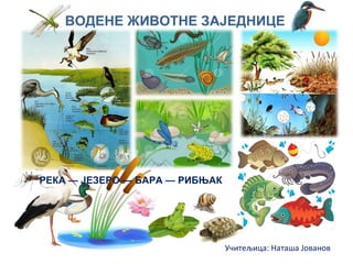 ВОДЕНЕ ЖИВОТНЕ ЗАЈЕДНИЦЕ
РЕКА — ЈЕЗЕРО — БАРА — РИБЊАК
Учитељица: Наташа Јованов
 