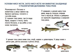 УСЛОВИ НИСУ ИСТИ, ЗАТО НИСУ ИСТЕ НИ ЖИВОТНЕ ЗАЈЕДНИЦЕ
У РАЗЛИЧИТИМ ДЕЛОВИМА ТОКА РЕКЕ
 