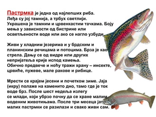 Пастрмка је једна од најлепших риба.
Леђа су јој тамнија, а трбух светлији.
Украшена је тамним и црвенкастим тачкама. Боју
мења у зависности од бистрине или
осветљености воде или ако се нагло узбуди.
Живи у хладним језерима и у брдским и
планинским речицама и потоцима. Брза је као
стрела. Дању се од видре или других
непријатеља крије испод камења.
Обично предвече и ноћу тражи храну – инсекте,
црвиће, пужеве, мале ракове и рибице.
Мрести се крајем јесени и почетком зиме. Јаја
(икру) полаже на каменито дно, тамо где је ток
воде брз. После шест недеља излегу
се млади, који убрзо почну да се хране малим
воденим животињама. После три месеца јато
малих пастрмки се разилази и свако живи сам.
 