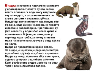 Видра је изузетно прилагођена животу
у слаткој води. Познате су као веома
вешти пливачи. У води могу издржати
изузетно дуго, а за хватање плена се
служе оштрим и снажним зубима.
Младунци науче пливати кад напуне око
80 дана, када им крзно довољно порасте
и постане водоотпорно. Пре тога они су
јако невешти у води због меког крзна и
практично се боје воде, тако да их у
периоду када треба да почну пливати
мајка најчешће на силу гура у воду док се
не науче.
Видре се првенствено хране рибом.
За видре је најважније да је вода бистра
и да обале пружају могућност скривања.
Видре су некад ловљене због свог крзна,
а данас су врста. заштићена законом.
Крик разбеснеле видре може се на води
чути и два километара далеко.
 