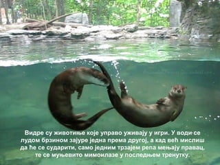 Видре су животиње које управо уживају у игри. У води се
лудом брзином зајуре једна према другој, а кад већ мислиш
да ће се сударити, само једним трзајем репа мењају правац,
те се муњевито мимоилазе у последњем тренутку.
 