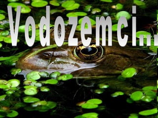 Vodozemci