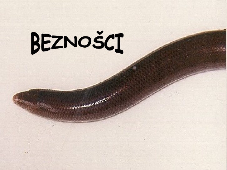 Vodozemci