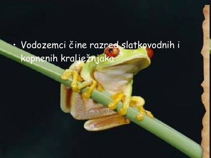 Vodozemci