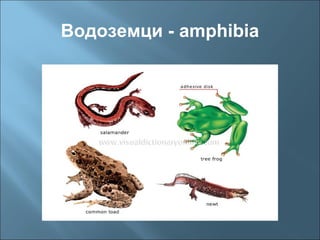 Водоземци - amphibia
 