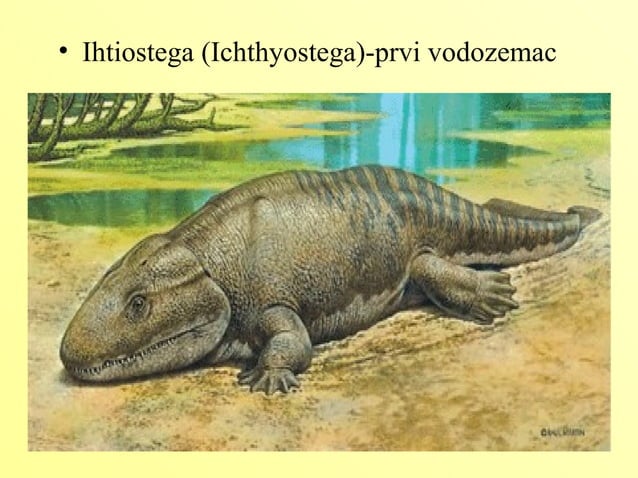 Vodozemci | PPT