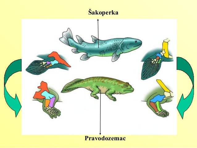 Vodozemci