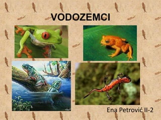 VODOZEMCI
Ena Petrović II-2
 