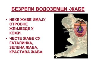 БЕЗРЕПИ ВОДОЗЕМЦИ -ЖАБЕ
• НЕКЕ ЖАБЕ ИМАЈУ
ОТРОВНЕ
ЖЛИЈЕЗДЕ У
КОЖИ.
• ЧЕСТЕ ЖАБЕ СУ
ГАТАЛИНКА,
ЗЕЛЕНА ЖАБА,
КРАСТАВА ЖАБА.
 