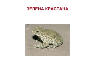 ЗЕЛЕНА КРАСТАЧА
 