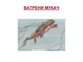 ВАТРЕНИ МУКАЧ
 
