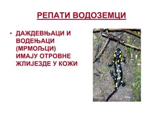 РЕПАТИ ВОДОЗЕМЦИ
• ДАЖДЕВЊАЦИ И
ВОДЕЊАЦИ
(МРМОЉЦИ)
ИМАЈУ ОТРОВНЕ
ЖЛИЈЕЗДЕ У КОЖИ
 
