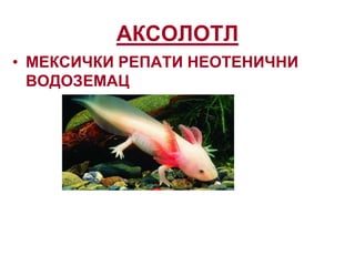 АКСОЛОТЛ
• МЕКСИЧКИ РЕПАТИ НЕОТЕНИЧНИ
ВОДОЗЕМАЦ
 