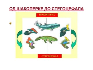 ОД ШАКОПЕРКЕ ДО СТЕГОЦЕФАЛА
 