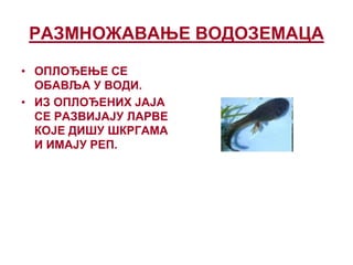 РАЗМНОЖАВАЊЕ ВОДОЗЕМАЦА
• ОПЛОЂЕЊЕ СЕ
ОБАВЉА У ВОДИ.
• ИЗ ОПЛОЂЕНИХ ЈАЈА
СЕ РАЗВИЈАЈУ ЛАРВЕ
КОЈЕ ДИШУ ШКРГАМА
И ИМАЈУ РЕП.
 