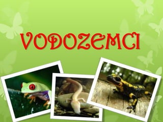 VODOZEMCI
 