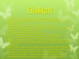Gušteri
 Gušteri su najbrojnija i najrasprostranjenija grupa gmizavaca
 Najveći meĎu njima je gušter zvani „zmaj’’ sa ostrva Komodo, za njim su i
morske iguane
 Manji predstavnici su zelembaći, livadski i zidni gušteri
 Kameleoni menjaju svoju boju u zavisnosti od svetlosnog intenziteta i dnevne
temerature ili trenutnog raspoloženja
 Žive na svim kontinentima izuzev Antartika
 Hrane se uglavnom insektima dok veći love ptice i manje sisare
 Većinom love danju izuzev pustinjskih vrsta koje love noću
 Kada su u opasnosti odbacuju rep tako što na odreĎenom pršljenu mišić se
zgrči i otpada.Novi rep im izrasta posle nekoliko nedelja.Proces se naziva
regeneracija
 Imaju dva para nogu sa po pet prstiju koji se završavaju oštrim kandžama
 Kod nekih vrsta noge su zakržljale dok ih neki uopšte nemaju (blavor i slepić,
podsećaju na zmije jedina razlika je što se očni kapci pomeraju)
 Na primorju žive gušteri – Gekoni koji uz pomoć listolikim, naboranim
lepezastim prstima mogu da se penju i uz potpuno glatku površinu
 