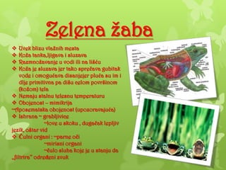 Zelena žaba
 Uvek blizu vlažnih mesta
 Koža tanka,ljigava i sluzava
 Razmnožavanje u vodi ili na lišću
 Koža je sluzava jer tako sprečava gubitak
vode i omogućava disanjejer pluća su im i
dlje primitivna pa dišu celom površinom
(kožom) tela
 Nemaju stalnu telesnu temperaturu
 Obojenost – mimikrija
~Aposematska obojenost (upozoravajuća)
 Ishrana ~ grabljivice
~love u skoku , dugačak lepljiv
jezik, oštar vid
 Čulni organi : ~parne oči
~mirisni organi
~čulo sluha koje je u stanju da
,,filtrira’’ odreĎeni zvuk
 