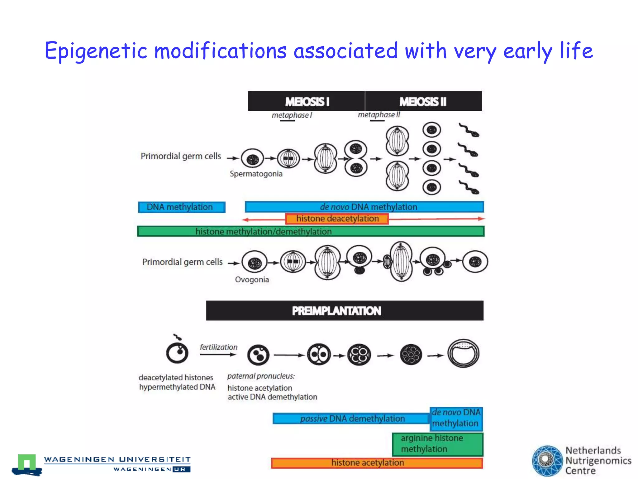 Short intro epigenetics & nutrigenomics& the early impact of nutrition ...