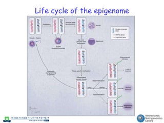 Short intro epigenetics & nutrigenomics& the early impact of nutrition ...