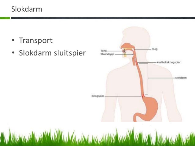 Voedingsleer definitief