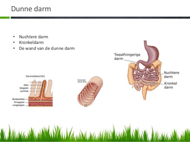 Voedingsleer definitief