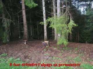 Il faut défendre l’alpage en permanence 