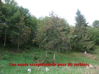 Une année exceptionnelle pour les sorbiers 