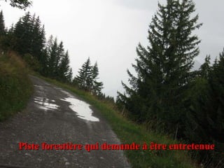 Piste forestière qui demande à être entretenue 