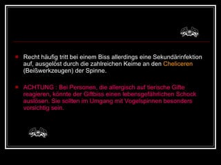 Recht häufig tritt bei einem Biss allerdings eine Sekundärinfektion auf, ausgelöst durch die zahlreichen Keime an den  Cheliceren   (Beißwerkzeugen) der Spinne. ACHTUNG : Bei Personen, die allergisch auf tierische Gifte reagieren, könnte der Giftbiss einen lebensgefährlichen Schock auslösen. Sie sollten im Umgang mit Vogelspinnen besonders vorsichtig sein. 