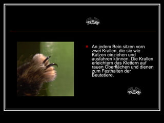 An jedem Bein sitzen vorn zwei Krallen, die sie wie Katzen einziehen und ausfahren können. Die Krallen erleichtern das Klettern auf rauen Oberflächen und dienen zum Festhalten der Beutetiere. 