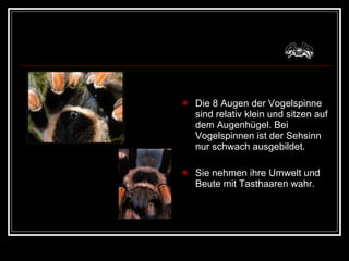 Die 8 Augen der Vogelspinne sind relativ klein und sitzen auf dem Augenhügel. Bei Vogelspinnen ist der Sehsinn nur schwach ausgebildet. Sie nehmen ihre Umwelt und Beute mit Tasthaaren wahr. 