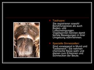 Tasthaare: Sie registrieren sowohl Berührungsreize als auch Boden- und Luftschwingungen. Vogelspinnen können damit feinste Bewegungen in ihrer Umgebung wahrnehmen. Spezielle Sinneszellen: Sind vorwiegend in Mund und Tastbereich - Sie nehmen chemische Reize wahr und dienen zum Erkennen und Schmecken der Beute. 