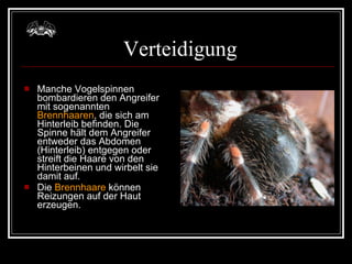 Verteidigung Manche Vogelspinnen bombardieren den Angreifer mit sogenannten  Brennhaaren , die sich am Hinterleib befinden. Die Spinne hält dem Angreifer entweder das Abdomen (Hinterleib) entgegen oder streift die Haare von den Hinterbeinen und wirbelt sie damit auf.  Die  Brennhaare  können Reizungen auf der Haut erzeugen. 