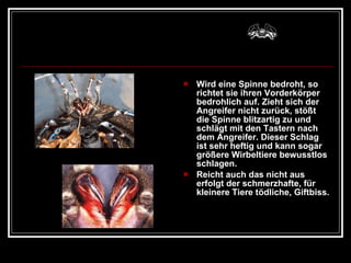 Wird eine Spinne bedroht, so richtet sie ihren Vorderkörper bedrohlich auf. Zieht sich der Angreifer nicht zurück, stößt die Spinne blitzartig zu und schlägt mit den Tastern nach dem Angreifer. Dieser Schlag ist sehr heftig und kann sogar größere Wirbeltiere bewusstlos schlagen.  Reicht auch das nicht aus erfolgt der schmerzhafte, für kleinere Tiere tödliche, Giftbiss. 