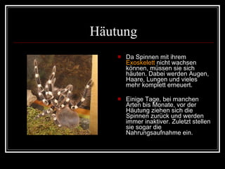 Häutung Da Spinnen mit ihrem  Exoskelett  nicht wachsen können, müssen sie sich häuten. Dabei werden Augen, Haare, Lungen und vieles mehr komplett erneuert. Einige Tage, bei manchen Arten bis Monate, vor der Häutung ziehen sich die Spinnen zurück und werden immer inaktiver. Zuletzt stellen sie sogar die Nahrungsaufnahme ein.  