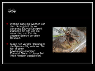 Wenige Tage bis Wochen vor der Häutung tritt die so genannte Exuvialflüssigkeit zwischen die alte und die neue Haut und löst die unterste Schicht der alten Haut auf.  Kurze Zeit vor der Häutung ist die Spinne völlig wehrlos. Sie fällt in einen bewegungsunfähigen Zustand. Sie ist in dieser Zeit ihren Feinden ausgeliefert. 