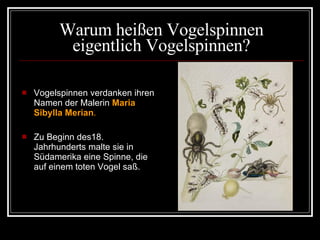 Warum heißen Vogelspinnen eigentlich Vogelspinnen? Vogelspinnen verdanken ihren Namen der Malerin  Maria Sibylla Merian . Zu Beginn des18. Jahrhunderts malte sie in Südamerika eine Spinne, die auf einem toten Vogel saß. 