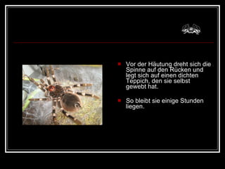 Vor der Häutung dreht sich die Spinne auf den Rücken und legt sich auf einen dichten Teppich, den sie selbst gewebt hat.  So bleibt sie einige Stunden liegen.  