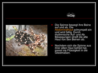 Die Spinne bewegt ihre Beine auf und ab. Die  Abdominalhaut  schrumpelt ein und wird faltig. Durch rhythmische Auf- und Ab Bewegungen streift die alte Haut von den Beinen ab.  Nachdem sich die Spinne aus ihrer alten Haut befreit hat, presst sie Flüssigkeit in die Gliedmaßen. 