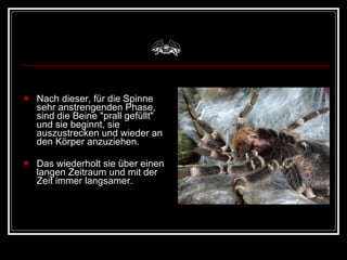 Nach dieser, für die Spinne sehr anstrengenden Phase, sind die Beine "prall gefüllt" und sie beginnt, sie auszustrecken und wieder an den Körper anzuziehen.  Das wiederholt sie über einen langen Zeitraum und mit der Zeit immer langsamer.  