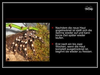 Nachdem die neue Haut angetrocknet ist stellt sich die Spinne wieder auf und kann kurze Zeit später wieder laufen.  Erst nach ein bis zwei Wochen, wenn die Haut komplett ausgetrocknet ist, beginnt sie wieder zu fressen.  