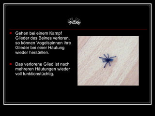 Gehen bei einem Kampf Glieder des Beines verloren, so können Vogelspinnen ihre Glieder bei einer Häutung wieder herstellen. Das verlorene Glied ist nach mehreren Häutungen wieder voll funktionstüchtig. 