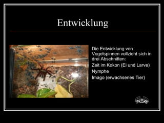 Entwicklung Die Entwicklung von Vogelspinnen vollzieht sich in drei Abschnitten:  Zeit im Kokon (Ei und Larve) Nymphe Imago (erwachsenes Tier) 