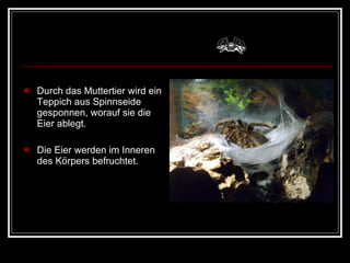 Durch das Muttertier wird ein Teppich aus Spinnseide gesponnen, worauf sie die Eier ablegt.  Die Eier werden im Inneren des Körpers befruchtet. 