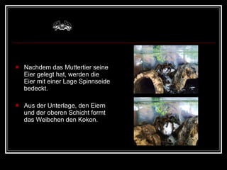 Nachdem das Muttertier seine Eier gelegt hat, werden die Eier mit einer Lage Spinnseide bedeckt.  Aus der Unterlage, den Eiern und der oberen Schicht formt das Weibchen den Kokon. 