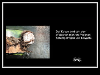 Der Kokon wird von dem Weibchen mehrere Wochen herumgetragen und bewacht. 