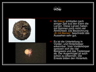 Im  Kokon  schlüpfen nach einiger Zeit aus den Eiern die Larven. Diese Larven haben mit Spinnen noch nicht viel Ähnlichkeit. Die Bezeichnung  „Ei mit Beinen“  beschreibt das Aussehen sehr gut.  Es ist die Unterteilung in Vorder- und Hinterkörper erkennbar. Vom Vorderkörper spreizen sich die vier Beinpaare und das Tasterpaar ab. Der Augenhügel ist auch schon zu erkennen. Die Eireste bilden den Hinterleib.  