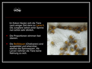 Im Kokon häuten sich die Tiere nach einiger Zeit dann zu  Larve II . Die Jungtiere sehen einer Spinne nun schon sehr ähnlich.  Die Proportionen stimmen fast überein.  Die  Beißklauen  (Cheliceren) sind ausgebildet und erkennbar, ebenso die Spinnwarzen. Als Larven nehmen die Tiere keine Nahrung zu sich.  